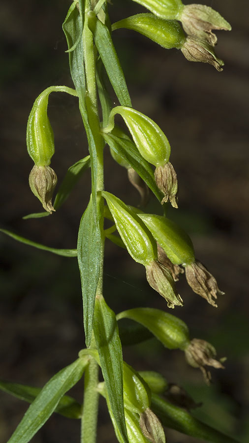 Chiave per orchidee sfiorite
